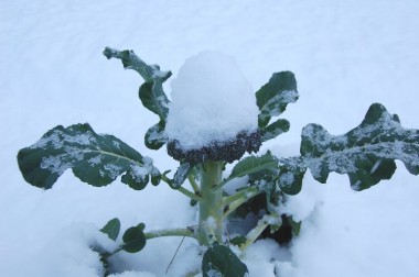 ブロッコリーの雪帽子、そろそろ頂かなくては 雪の中でも元気なブロッコリー、この時期には寒さで あまり育たないのでかなりの期間畑に置いておける 