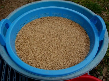 塩水選では良く締まって沈んでいる充実した籾だけを使用