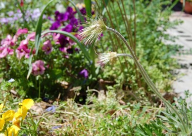 花びらが散ったオキナ草