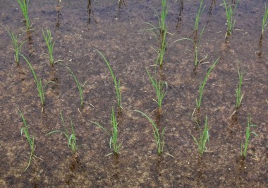 ビッシリと繁殖した藻の中で頑張っている稲の苗