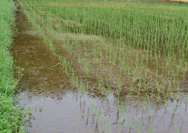 藻が一面に発生した自然農法７年目の田んぼ