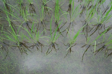 下の田　水面下では草が大繁盛