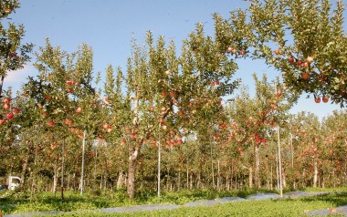 りんご畑周辺での水源調査