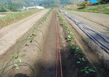 左列は14日前、右列は昨夕定植したさつま芋苗