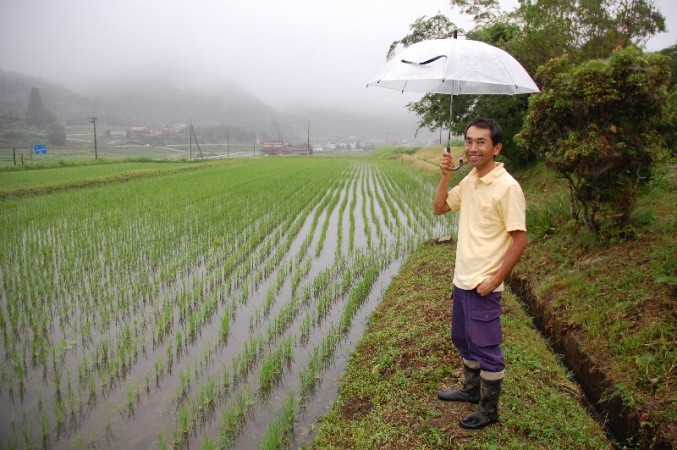 元気に育っている自然農法栽培の稲