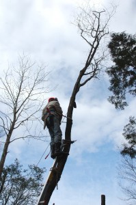 林業型安全帯をして幹を切り詰める
