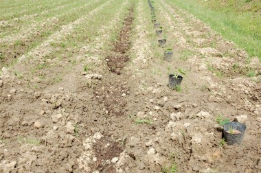 左列は堆肥と米ぬかを混ぜて2日間放置、そこに植える苗を横に配置