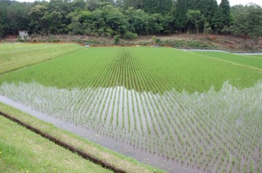 ５月２２日に田植して1ヶ月過ぎた様子　機械除草を１回で農薬も肥料（米ぬかも）一切なしでこの状態