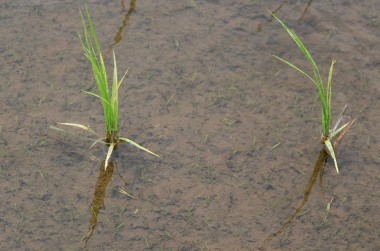 水面下ではコナギガ芽を出している、最後の代掻きから11日目の様子　　ここまで大きくなったらチェン除草では抜けない