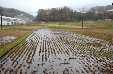 今回の雨で水浸しの田んぼ（家の前）