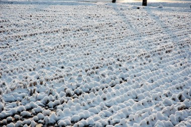 雪がかかった稲株