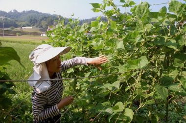 田んぼの手取除草前に、インゲンの収穫