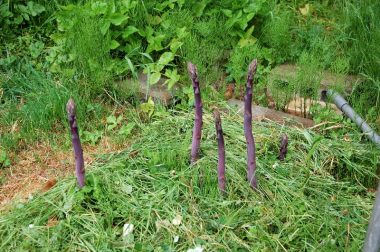 紫アスパラを10年以上前に植えたら 毎年親指から人差し指位の太さがよく出る