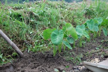 種芋が近いので掘る時に根が切れる