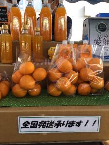 愛媛県八幡浜からは【カンペイ】など各種の柑橘を