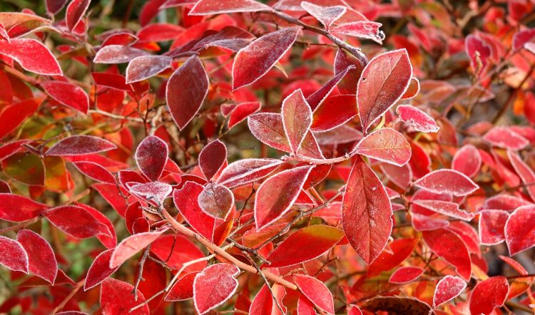 ブルーベリーの葉に朝日が当たると赤色が一段と鮮やか