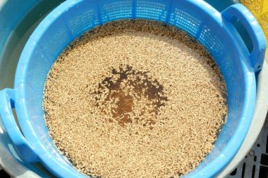 充実した種籾は塩水の中で沈む　未熟で浮かんだ籾は除去