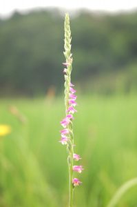 今朝田んぼの畔で見かけたネジバナ