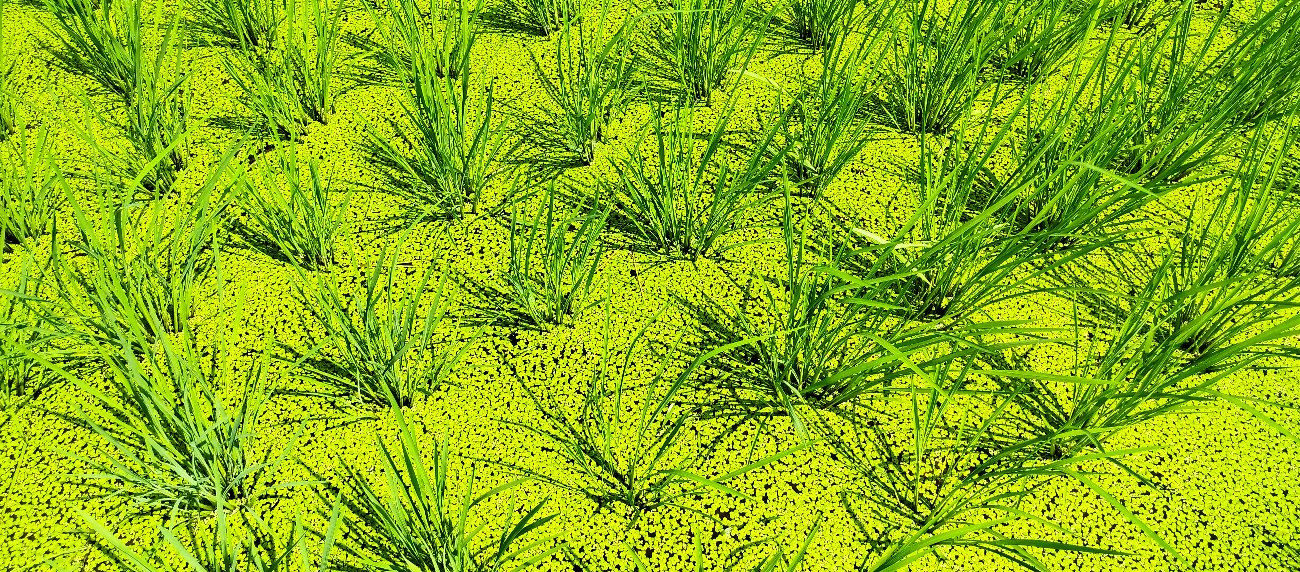 稲の間には浮草がびっしり　土に日が届かないので草が生えない