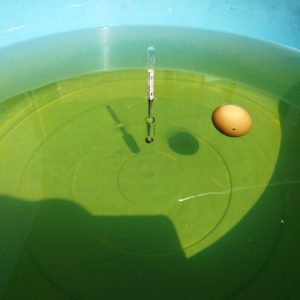 比重計と生卵で塩水濃度を測る
