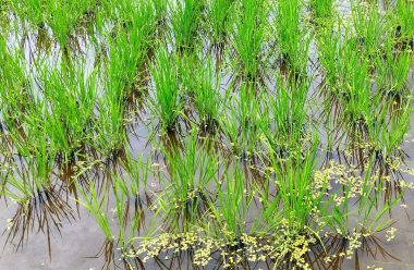 田植から43日目 冬季湛水 自然農法の稲