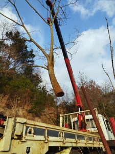 生えて18年くらいになるネムの樹切口は直系尊属35cmになっていた　吊ったままで伐った