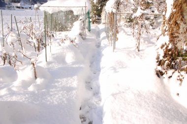 雪の中の通路はタヌキ、イタチ、ハクビシン、猫、人間が共用しています