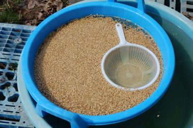 塩水に浮かんだ軽い種籾は救って捨てる、使うのは重くて充実し沈んでいるものを使う
