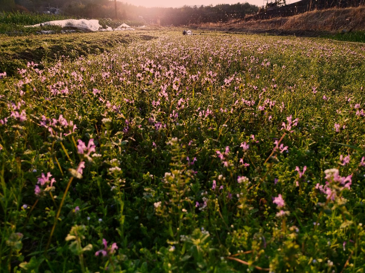 夕陽とホトケノザの花