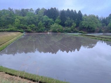 最後に代搔きした田んぼは水を少なくしたので前回走った跡が見えて楽だった