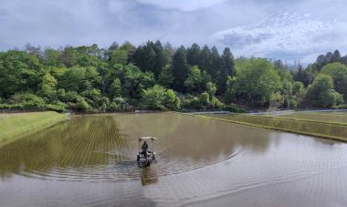 右側の濁っている所が除草の終わった所