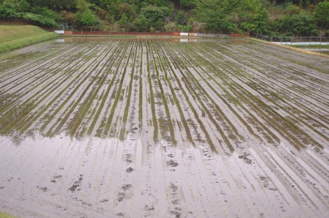 植終わり直後の様子