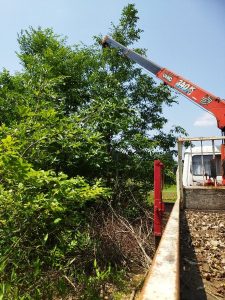 樹の上部をクレーンで吊って伐る