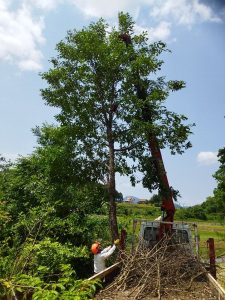 伐ったら枝葉が付いたまま1本丸ごと吊り上げる