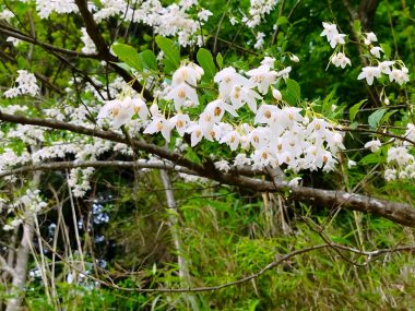 道に覆い被さって満開のヘゴの花