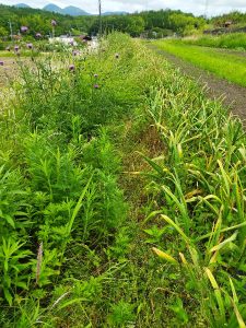 草でニンニクの畝と畔の区別がつかない