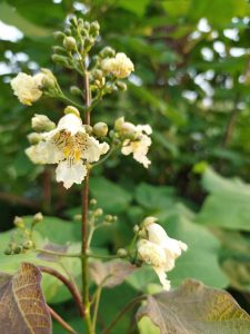 資材置き場に生えているキササゲの花