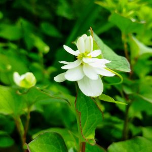 ドクダミの花は八重咲