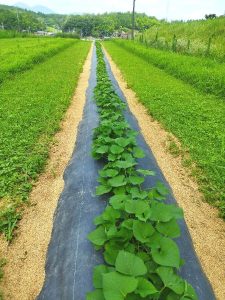 畝の手取り除草、防草シートマルチ、畝裾に籾殻入れでスッキリ