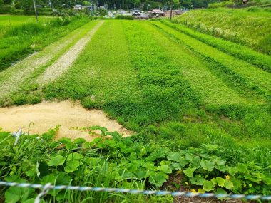 畑に手が回らなくて草ボウボウ