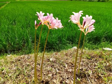 例年より10日くらい遅く咲いた