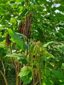 去年と今年の実が同時に見れる（8月8日）