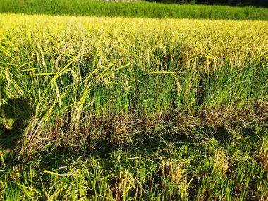 稲より草の方が多い、この草が刈り取り中のコンバインに詰まる