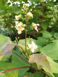 今年6月の花の様子