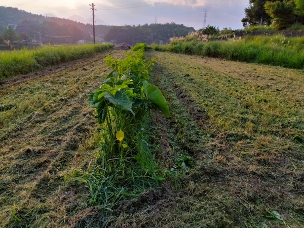 里芋だけ残して全面草刈