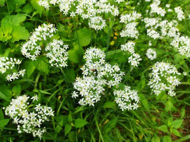 車庫近くの畑ではニラの花盛り