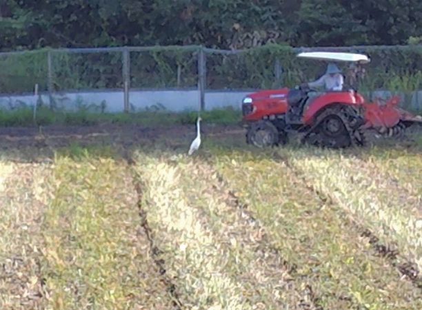 何故かそばに来るけど目が合うと離れる白鷺