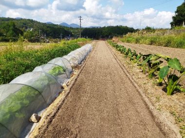 2回目の耕起で草が畝に埋め込まれた