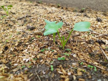 大根　９月29　発芽