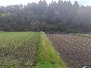 10月4日撮影　左は1回、右は2回の耕起